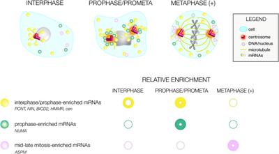 The Identification and Functional Analysis of mRNA Localizing to Centrosomes